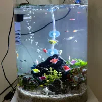آکواریوم شیشه جلو گرد پلنت گیاه طبیعی با ۴۰ ماهی|ماهی|شیراز, شهرک گلستان|دیوار