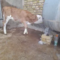 فرآورده های لبنی