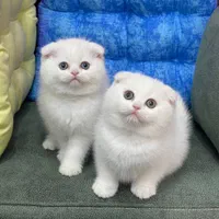 مجموعه گربه در تمامی نژاد ها MeowHop|گربه|کرمان, |دیوار