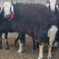 2راس قوچ افشاری درجه یک|حیوانات مزرعه|مبارکه, |دیوار