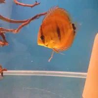 دیسکس ۴ عدد مولد|ماهی|تبریز, |دیوار