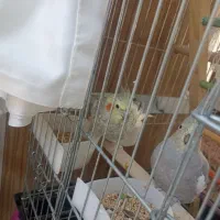 سلام دو عدد عروس هلندی