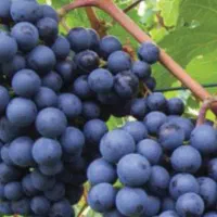 اصلاح تخصصی درخت انگور در پاییز