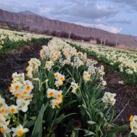 فروش عمده و خرده گل نرگس|گل و گیاه طبیعی|شیراز, شهرک سراج|دیوار