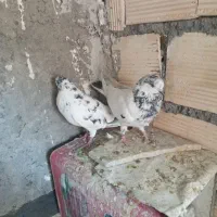 کفتر تهرونی نروماده و نر کله ای.دوکت.سوسکی|پرنده|اصفهان, دارک|دیوار