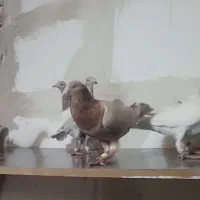 کبوتر|پرنده|تربت جام, میان جام|دیوار