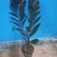 سانسوریا ابلق بلند