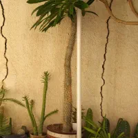 نخل ماداگاسگار|گل و گیاه طبیعی|شیراز, گود عربان|دیوار