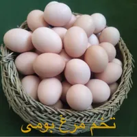 عرضه تخم مرغ بومی