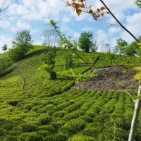 4هکتار زمین،باغ چای لوکیشن توریستی بام سبز لیلاکوه