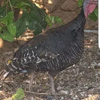 بوقلمون محلی