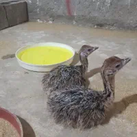 فروش جوجه شترمرغ