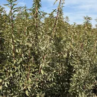 نهال بادام فرانیس باردهی و پر چرب|خدمات باغبانی و درختکاری|رباطکریم, رباطکریم|دیوار