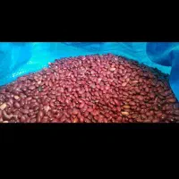 خرید و فروش حبوبات|خوردنی و آشامیدنی|تهران, حر|دیوار