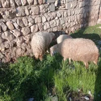 میش وبره در شباب