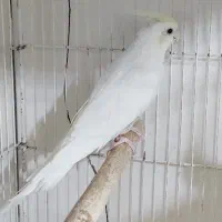 عروسهای خاص کرم فیس و تکخال آلبینو