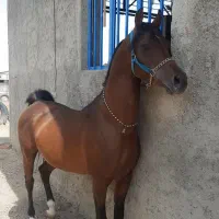 نریان عرب دوسر