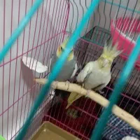 یک جفت عروس هلندی کاملا سالم و مولد|پرنده|بوکان, |دیوار