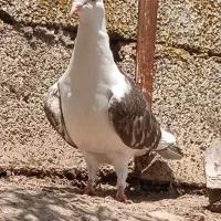 کبوتر دوبال سرحال