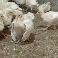 جوجه بوقلمون|حیوانات مزرعه|تربت‌حیدریه, بازار|دیوار