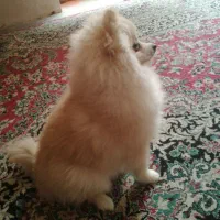 پامر روباهی 6 ماهه