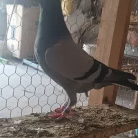 کبوتر پلاکی نر مست