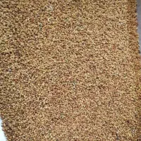 فروش تخم یونجه درجه یک