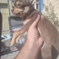 شیواوا.  شی هوا هوا.  نر ۸ ماهه. سایز صفر