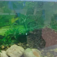 اکواریوم کامل با پمپ قوی|ماهی|مشهد, شهید قربانی|دیوار