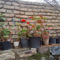 این گلهای میفروشم جای گرمایشی ندارم