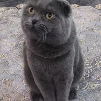 گربه اسکاتیش