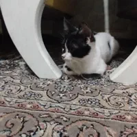 واگذاری دو تا بچه گربه به صورت تکی یا باهم