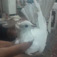 شهرستانی‌کفتر|پرنده|قم, شهرک امام حسین|دیوار