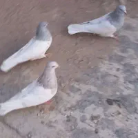 کبوتر کله دار|پرنده|خسروشاه, |دیوار