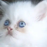 پرشین دالفیس