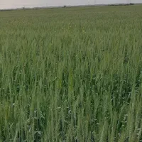 اجاره زمین کشاورزی|اجارهٔ دفتر صنعتی، کشاورزی، تجاری|اهواز, اهواز|دیوار