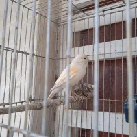 قناری ماده|پرنده|سیرجان, |دیوار