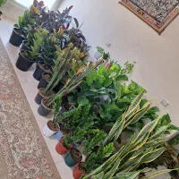 بار جدید گل رسید