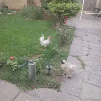 دوعدد خروس