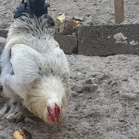 خروس برهما|حیوانات مزرعه|مشگین شهر, |دیوار