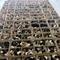 جوجه یک روزه بوقلمون عمده و تکی