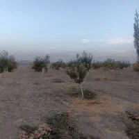 فروش باغ شهری جونجان|فروش زمین و ملک کلنگی|مرودشت, ده بید|دیوار