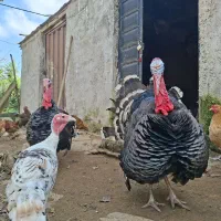 بوقلمون|حیوانات مزرعه|کومله, |دیوار