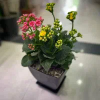 هدیه روز معلم