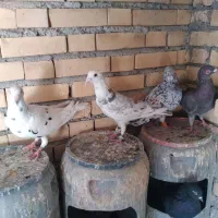 کفتر دورگ|پرنده|بندر ماهشهر, |دیوار