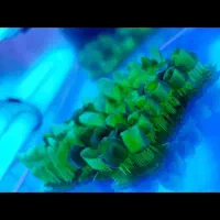 لابراتوار پروتز ثابت دندانسازی