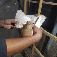 کبوتر جفتی و پرشی دم سفید سینه کله