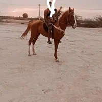 اسب خوب نژاد دار و آروم هستش