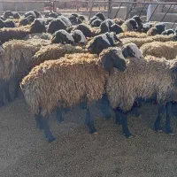 فروش بره نر شال