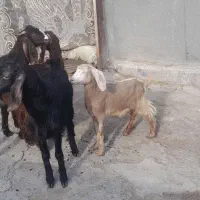 آهو|حیوانات مزرعه|سراب, |دیوار